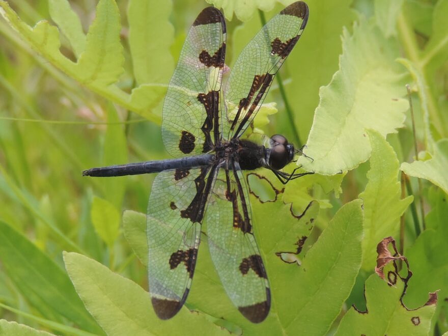 Banded Pennant (photo © Kate McKay)