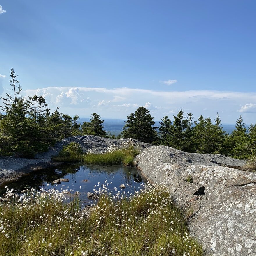 A single goldenrod blooms amongst the lichen-covered rocks; spruce trees grow in a protected pocket of soil. (photo © Emma Kluge)