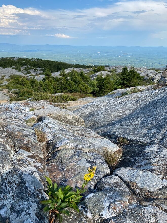 A single goldenrod blooms amongst the lichen-covered rocks; spruce trees grow in a protected pocket of soil. (photo © Emma Kluge)