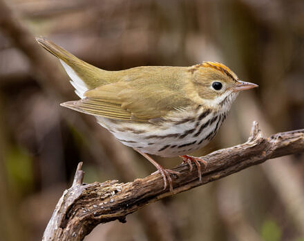 An ovenbird perched in a tree (photo courtesy of UNH Extension)