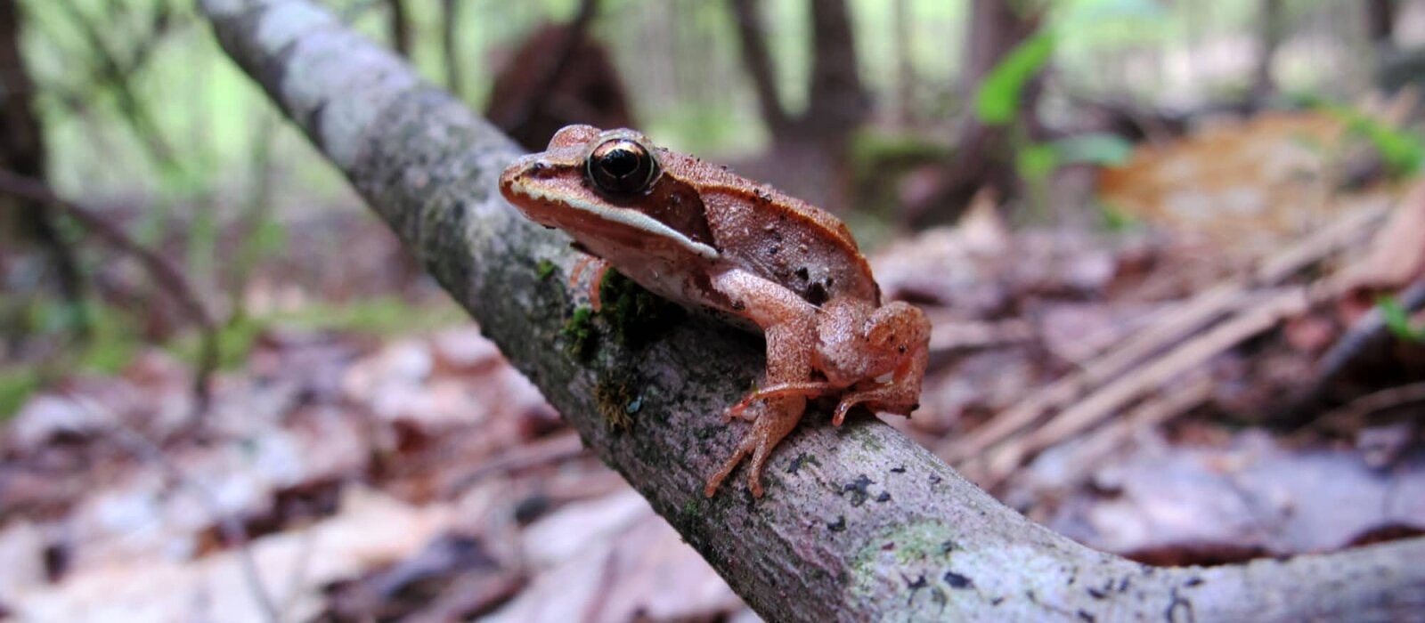 A Vernal Renaissance Harris Center Wood Frog At Hiroshi 051916 Thelen 1600x700 Acf Cropped 