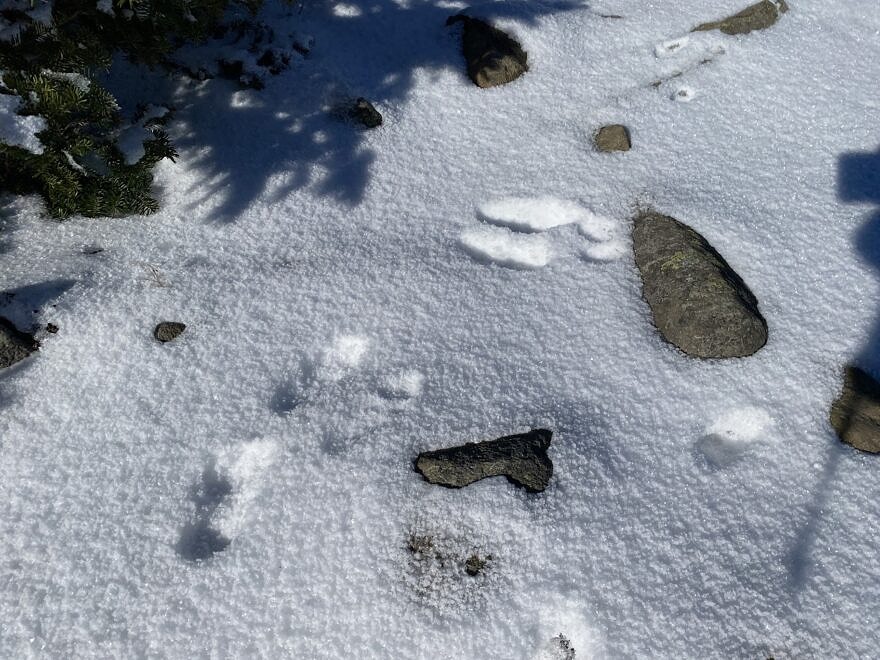 Multiple snowshoe hare tracks in snow at about 4500’ on Mount Moosilauke. The larger impressions are the hind feet, which land in front of the front feet, indicating direction of travel. The tracks on the bottom left were made by an animal traveling toward the top right of the photograph. The tracks on the top were made by an animal – most likely the same hare – traveling toward the lefthand side of the photograph. (Photo © Emma Kluge)