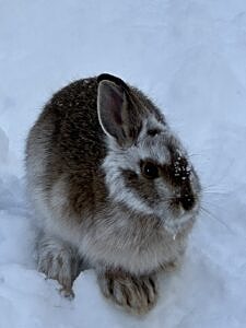 A snowshoe hare on Mount Moosilauke, partway through molt, with patches of summer brown and winter white. (Photo © Emma Kluge)