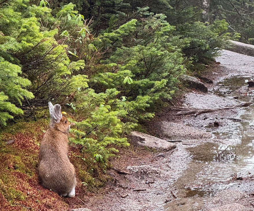 Seen on Cannon Mountain in October 2025, this hare’s ears and back feet have just begun to change to its winter white coat. (Photo © Selah Ray Wittig)