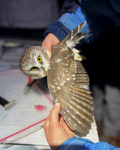 Flight feathers molt and re-grow in predictable patterns, so examining feather wear enables banders to assess a bird’s age. (photo © Brett Amy Thelen)