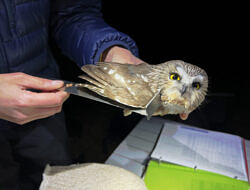 An owl bander uses a specialized ruler to measure a saw-whet owl's wing. 
