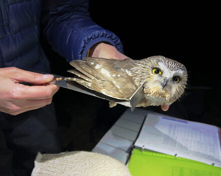 Male saw-whet owls do not differ visually from females, but wing measurements, taken together with weight, can help determine the sex of each bird. (photo © Brett Amy Thelen)