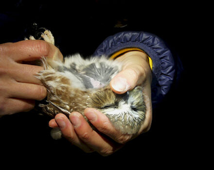 Blowing on an owl’s underside helps banders assess the amount of fat in the bird’s furculum (or “wishbone”) and the condition of the pectoral muscles around the bird’s keel, both measures of overall health. (photo © Annamarie Saenger)