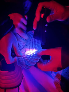 The banding team uses a blacklight to examine flight feathers for the presence of porphyrin – a pigment that glows pink under blacklight when the feathers are fresh (new). This information can help determine the owl’s age. (photo © Brett Amy Thelen)