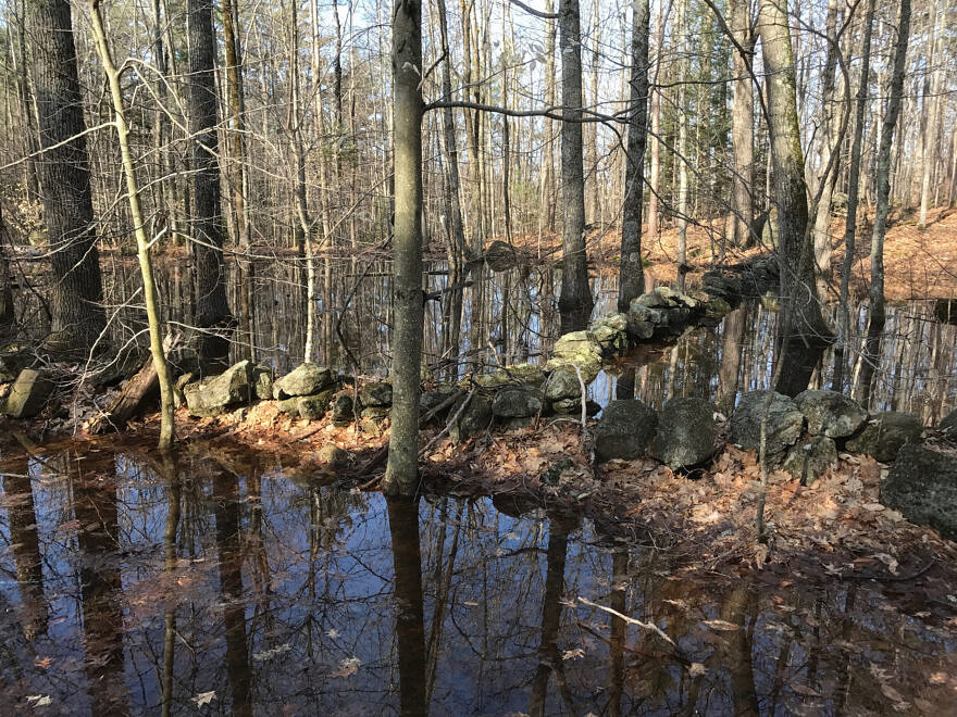 Field Report from the 2024 Vernal Pool Project | Harris Center