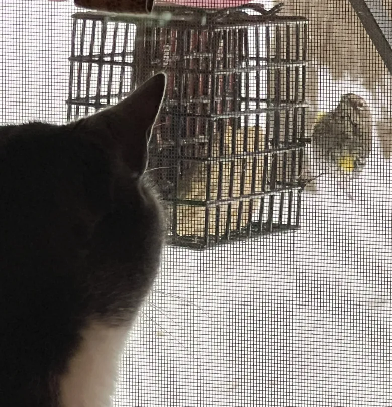 Arthur the cat watching a Yellow-rumped warbler through the window in Harrisville (photo © Brett Amy Thelen)