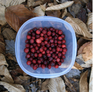 Cape Cod cranberries (photo © Brett Amy Thelen)