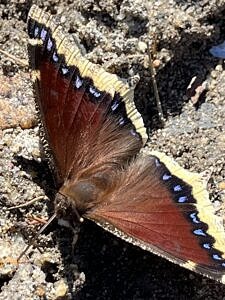 photo © Mark Ellingwood