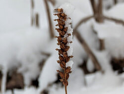 A stem of downy rattlesnake plaintain, poking through the snow. 