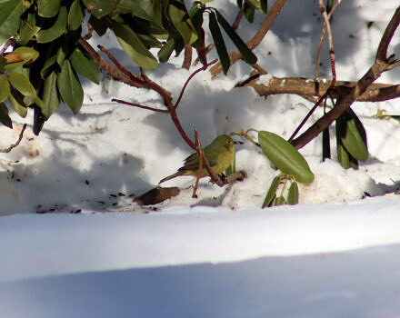 This female Painted Bunting may have been the bird of the day. (photo © Steven Lamonde)