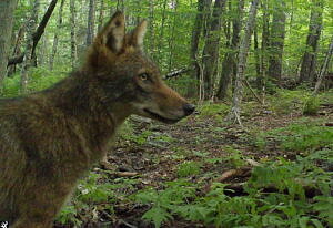 A coyote captured by a game camera (photo © UNH & NHFG)