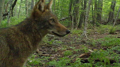 A coyote captured by a game camera (photo © UNH & NHFG)