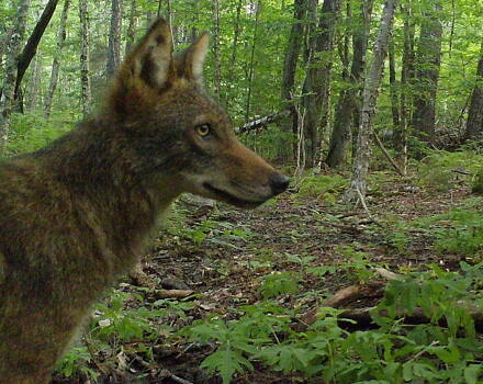 A coyote captured by a game camera (photo © UNH & NHFG)