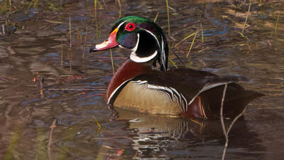 A wood duck (photo © Tom Momeyer via iNaturalist)