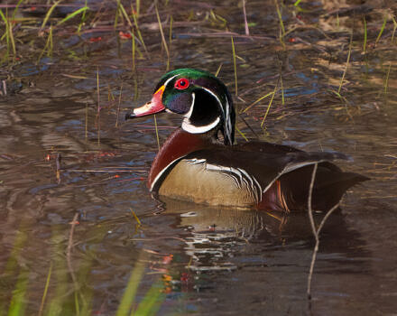 A wood duck (photo © Tom Momeyer via iNaturalist)