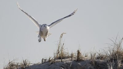 A snowy owl on Plum Island (photo © Patrick Randall via Flickr Commons)