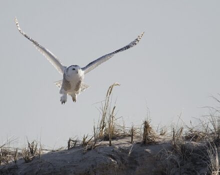 A snowy owl on Plum Island (photo © Patrick Randall via Flickr Commons)