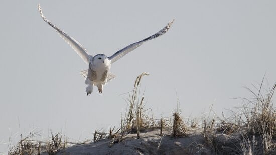 A snowy owl on Plum Island (photo © Patrick Randall via Flickr Commons)