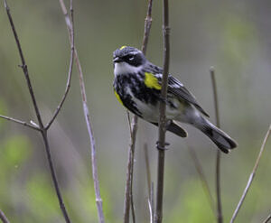 A male Yellow-rumped Warbler at MacDowell Lake in Peterborough, NH in his spring breeding plumage. (photo © Chuck Carlson)