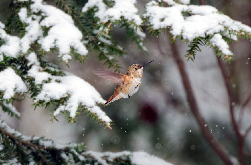 A Rufous Hummingbird over wintering in Stoddard, NH, 2025. (photo © Leo McKillop)