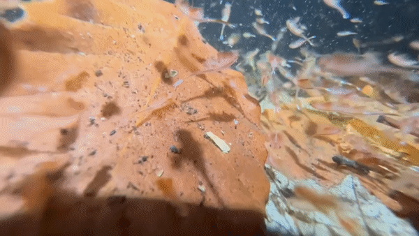 Fairy shrimp in a vernal pool (video © thepigeongirl via iNaturalist)