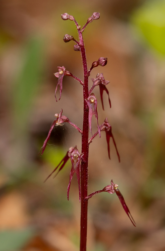 Southern Twayblade (Neottia bifolia) (photo © Nicholas Wei/iNaturalist)
