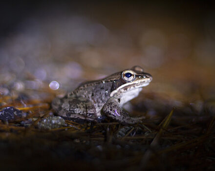 Wood frogs migrate by the thousands each spring. (photo © Sam Moore)
