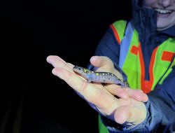 A person smiles while holding a spotted salamanders in their hands. (photo © Brett Amy Thelen)