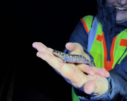 Many volunteers return, like the salamanders, year after year. (photo © Brett Amy Thelen)