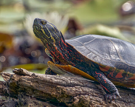A painted turtle on a log (photo © Paul Danese via Wikimedia)