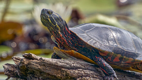 A painted turtle on a log (photo © Paul Danese via Wikimedia)