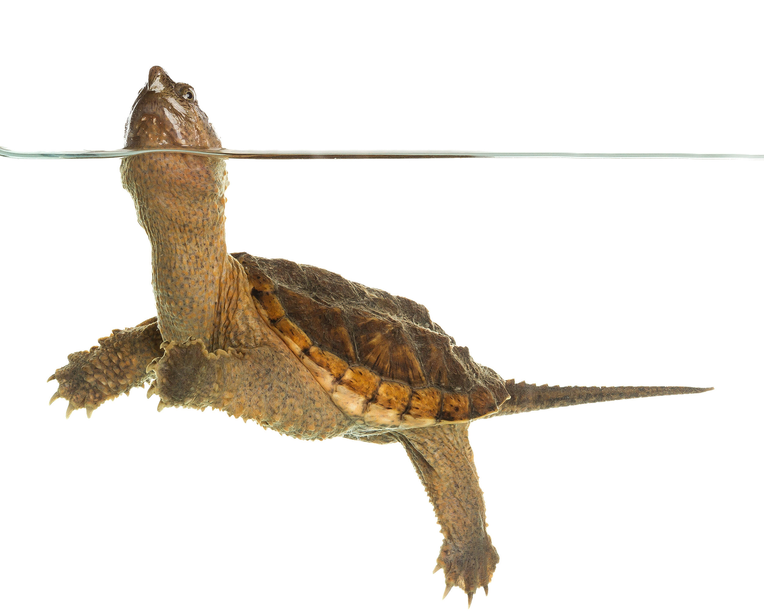 A juvenile snapping turtle (Sam Stukel at USFWS via Wikimedia)