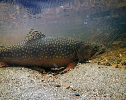 A brook trout in a stream (photo © USFWS via RawPixel)