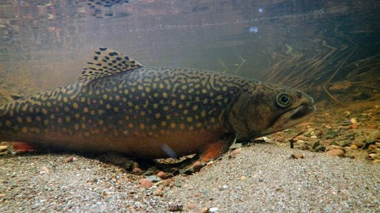 A brook trout in a stream (photo © USFWS via RawPixel)