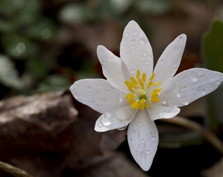 Bloodroot (photo © National Park Service via Rawpixel Public Domain)