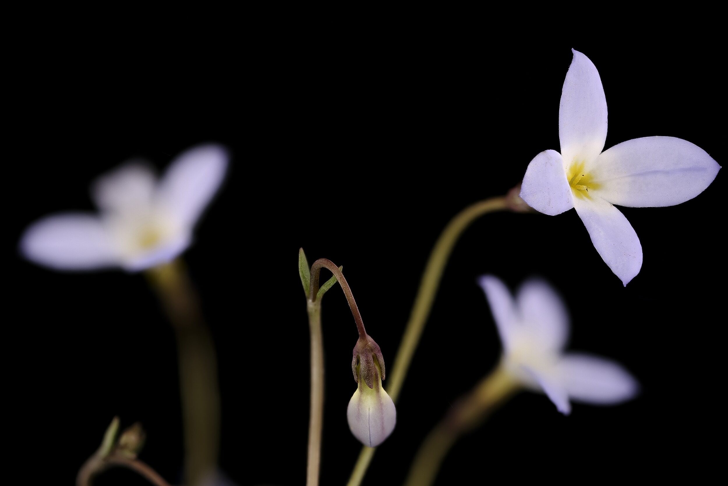 Bluets (photo © RawPixel)