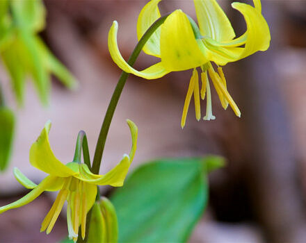 Trout Lilly or the Dog Toothed Violet (photo © Michael Nerrie & Distant Hill Gardens)