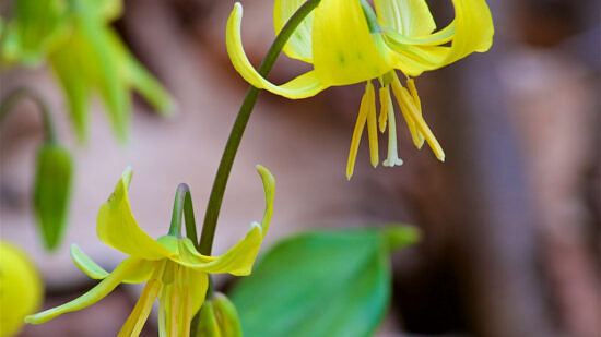 Trout Lilly or the Dog Toothed Violet (photo © Michael Nerrie & Distant Hill Gardens)