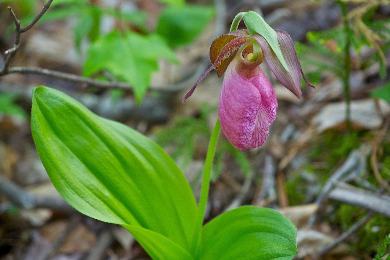 Pink Lady Slipper at Distant Hill Gardens (photo © Michael Nerrie & Distant Hill Gardens)