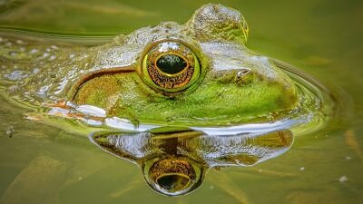A bullfrog in a pond (photo © Adobe)