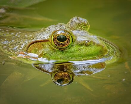 A bullfrog in a pond (photo © Adobe)