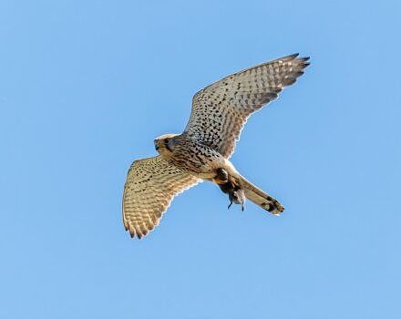 A kestrel in flight with a mouse in its claws (photo © Dmitrii Potashkin)