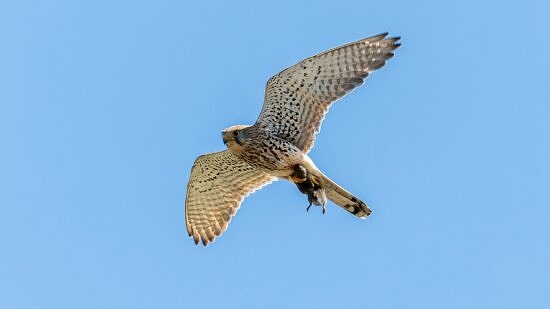 A kestrel in flight with a mouse in its claws (photo © Dmitrii Potashkin)