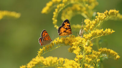 A crescent and an American copper butterfly feeding on goldenrod (photo © Nate Marchessault)