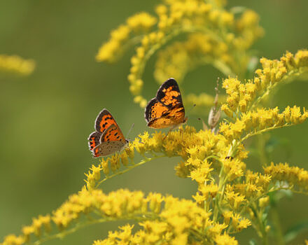 A crescent and an American copper butterfly feeding on goldenrod (photo © Nate Marchessault)